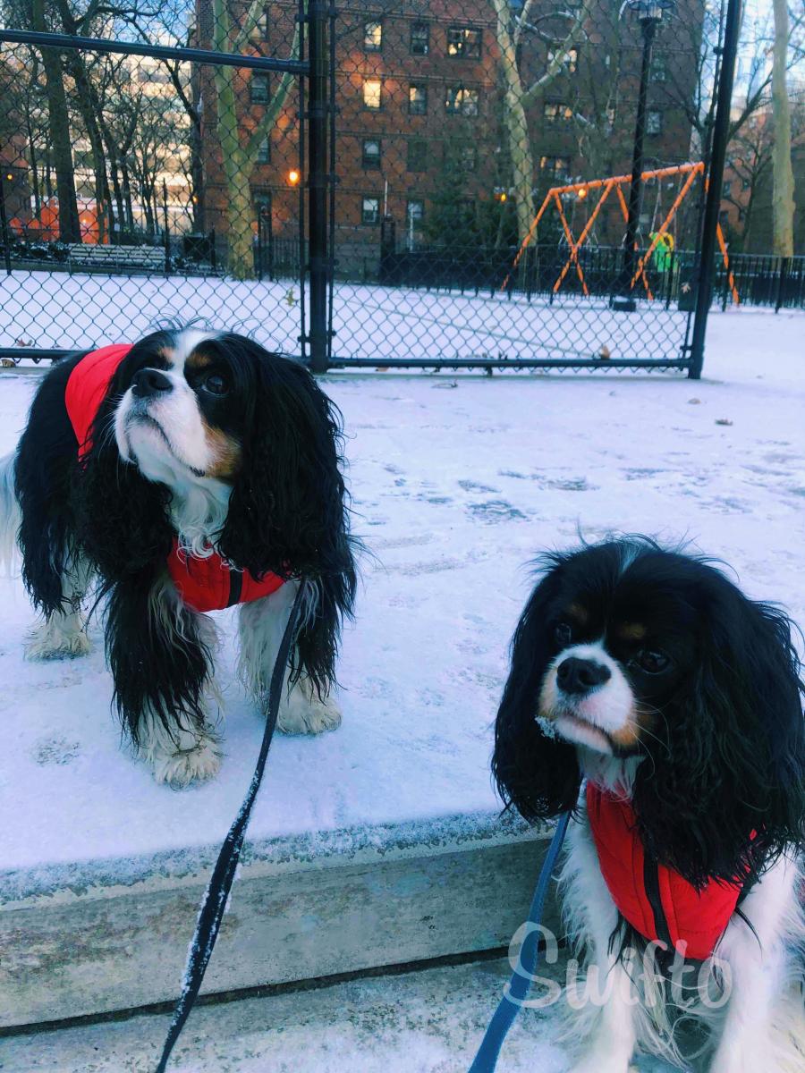 How to tell if your dog is cold