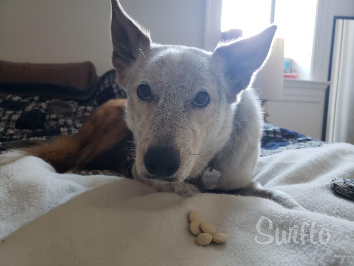 Human foods that are good for dogs