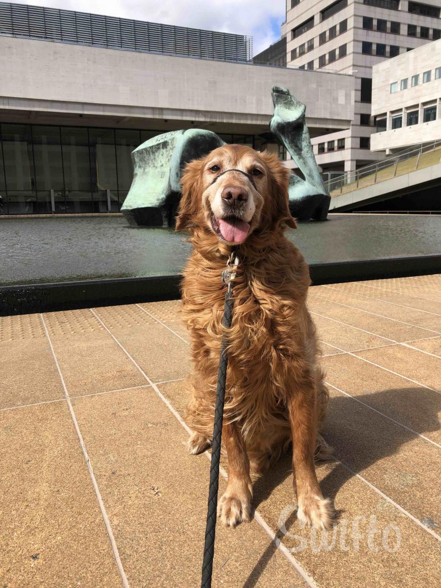 How To Help Dogs Overcome Their Fear of Cars/ Traffic