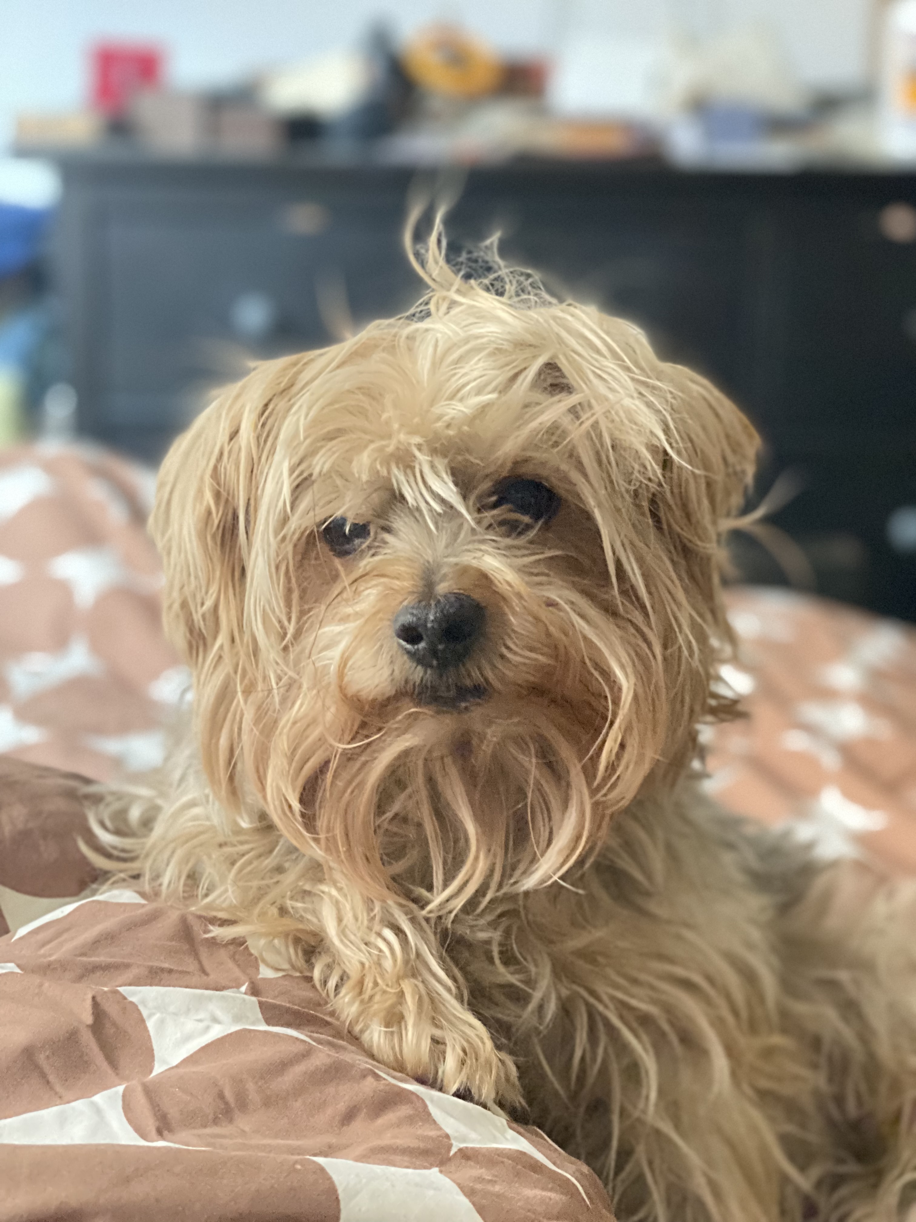 How to walk your dog after being neutered or spayed