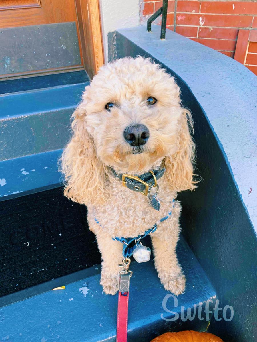 When your dog is a street snacker