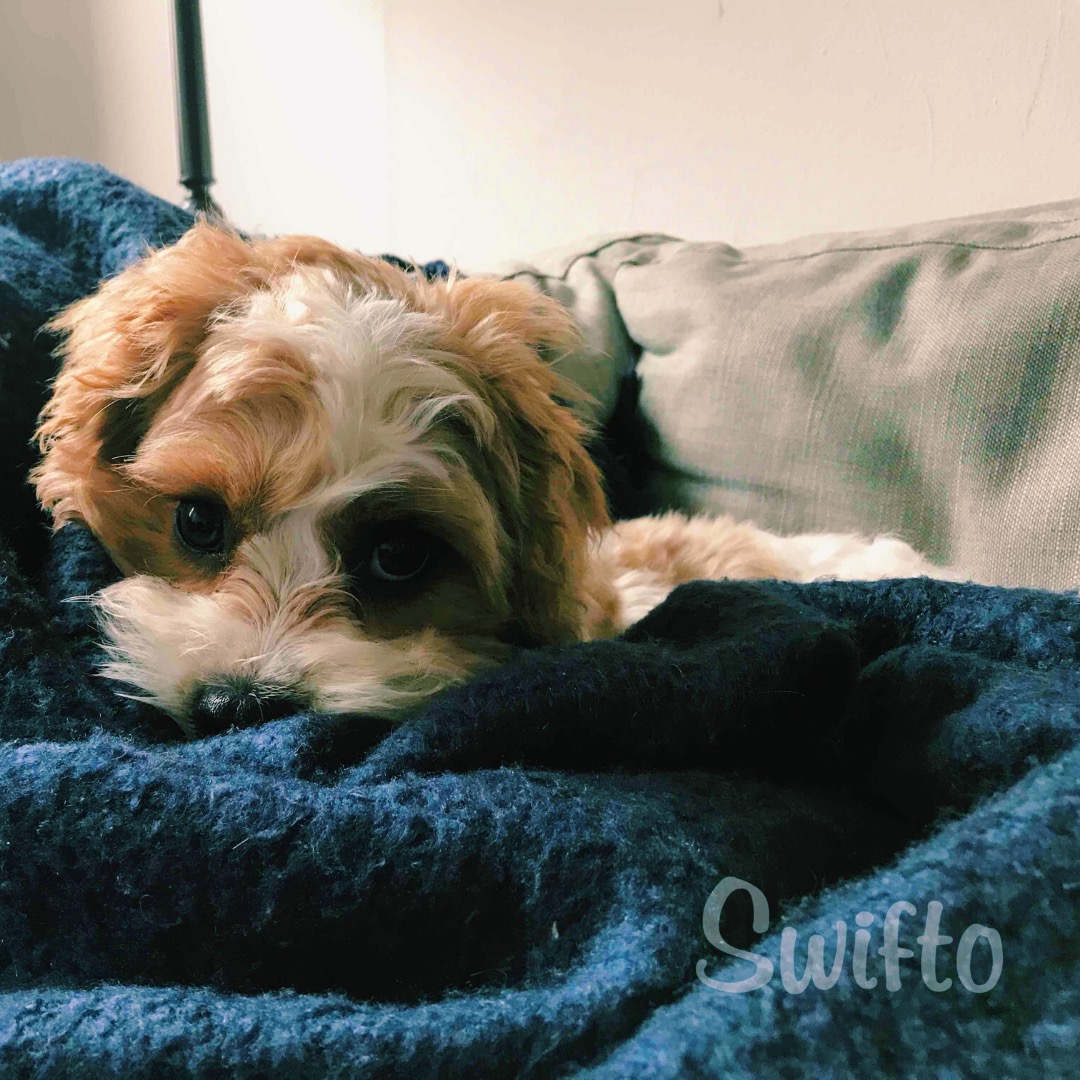 Introducing your newborn baby to your dog