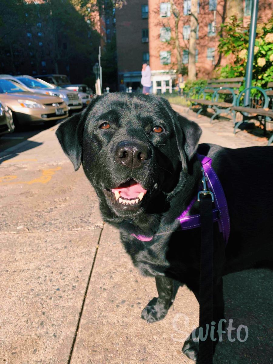 Sharing custody of a dog