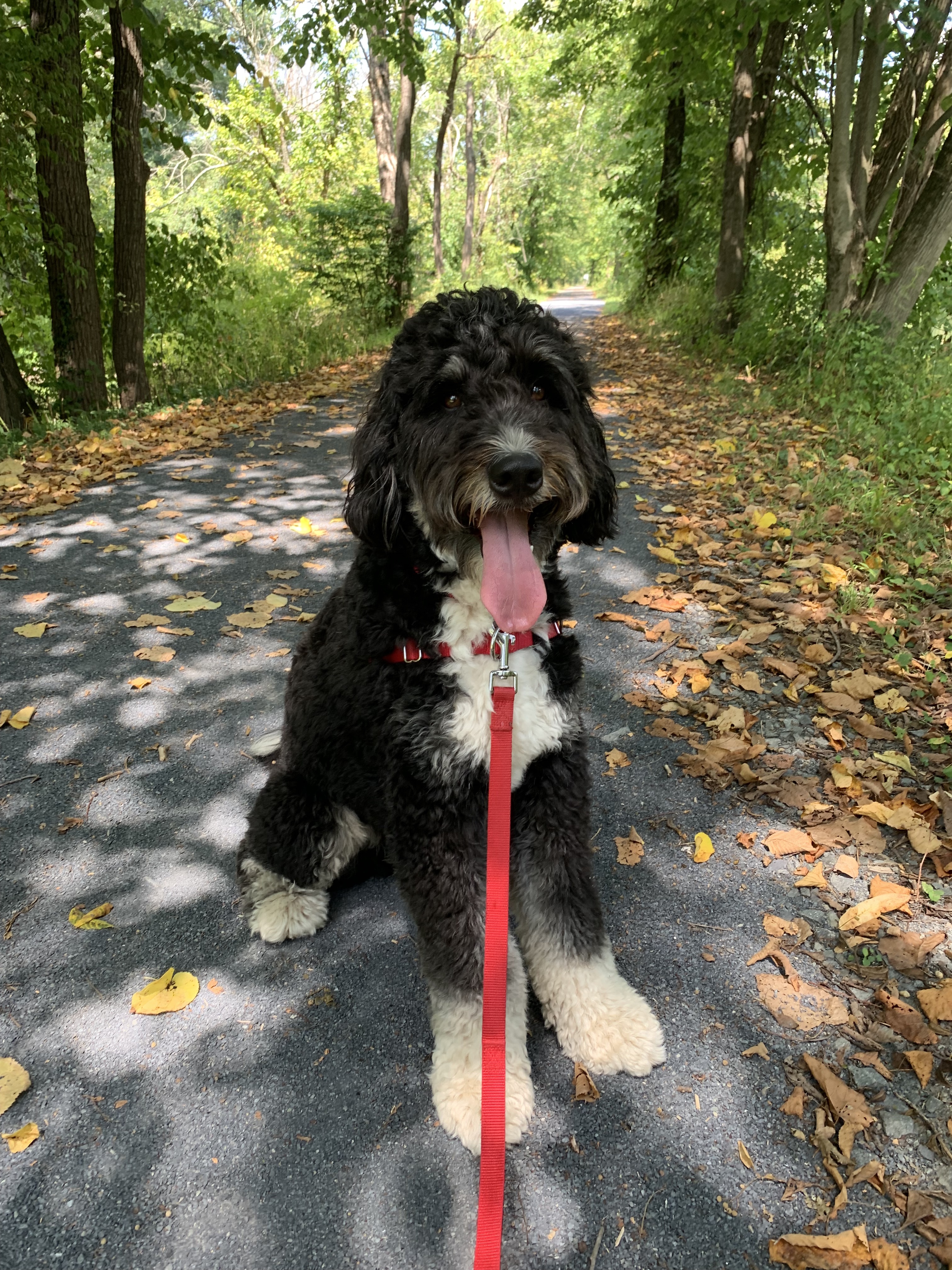 Potty training an adult dog