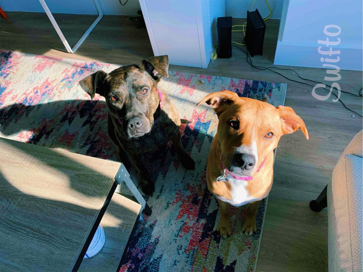 Dog-Proofing Your Home